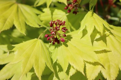Acer shirasawanum 'Aureum' - javor Shirasaawnův - květ
